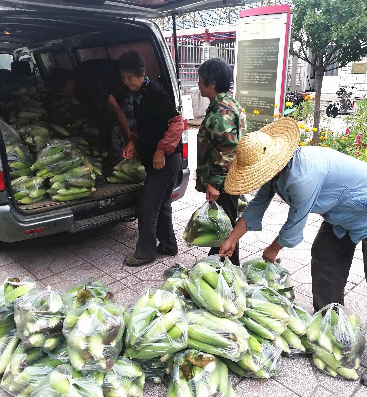 MS88����(�й���½)�ٷ���վ