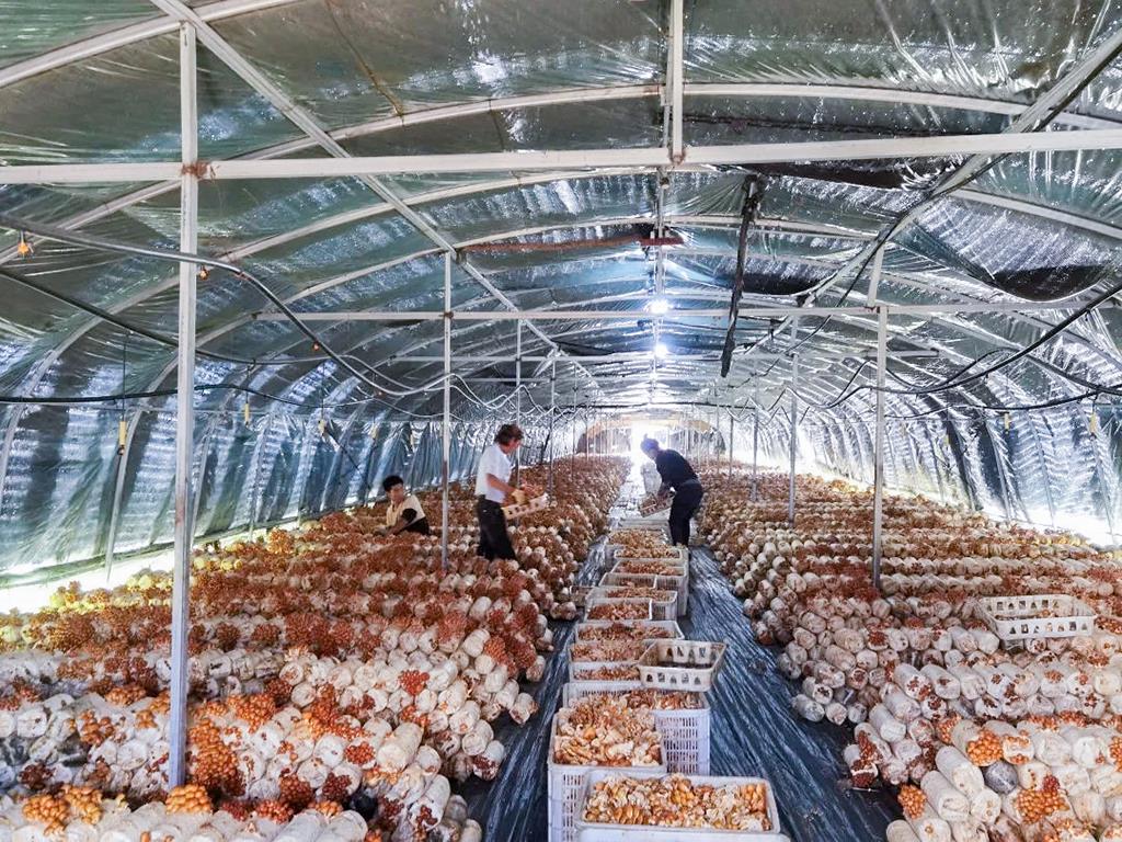 MS88����(�й���½)�ٷ���վ